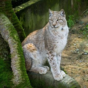Lynx