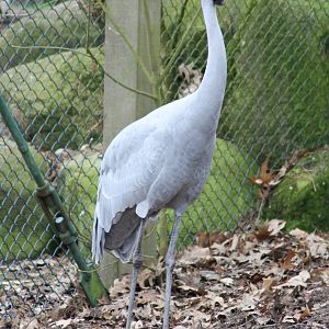 Brolga (Antigone rubicunda)