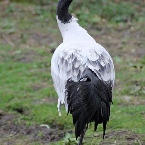 Black-necked crane (Grus nigricollis)