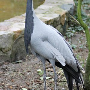 Demoiselle crane (Grus virgo)