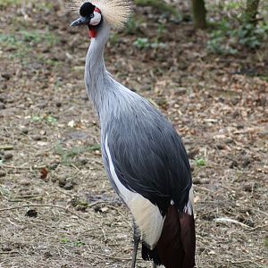 Grey crowned crane (Balearica regulorum gibbericeps)