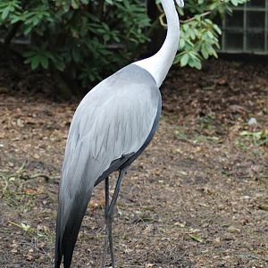 Wattled crane (Grus carunculata)
