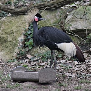 Black crowned crane (Balearica regulorum)