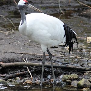 Red-crowned crane (Grus japonensis)