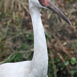 Siberian crane (Leucogeranus leucogeranus)