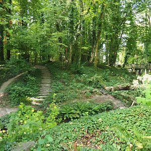 View of forest area (Aug 28th, 2018)