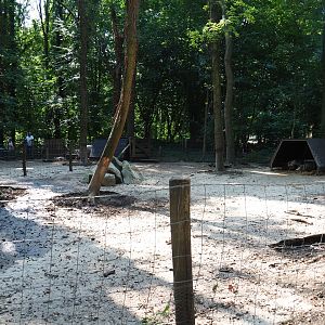 First Bentheim black pied pig pen (Aug 28th, 2018)