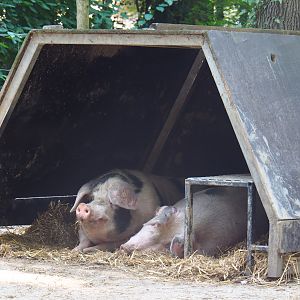 Bentheim black pied pigs (Sus scrofa domesticus), Aug 28th, 2018