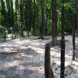 Second Bentheim black pied pig pen (Aug 28th, 2018)