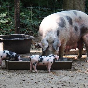 Bentheim black pied pig sow and piglets (Sus scrofa domestica), Aug 28th, 2018