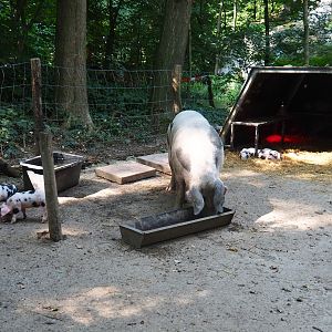 Bentheim black pied pig sow and piglets (Sus scrofa domestica), Aug 28th, 2018
