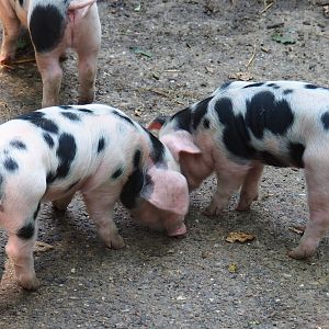 Bentheim black pied piglets (Sus scrofa domestica), Aug 28th, 2018