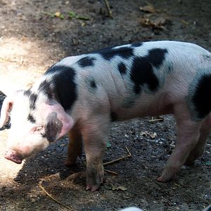 Bentheim black pied piglet (Sus scrofa domestica), Aug 28th, 2018
