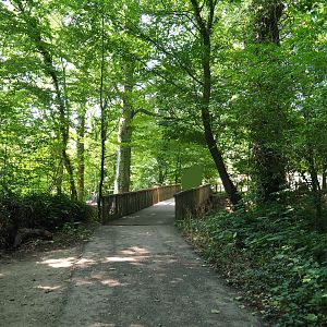 Forest pathway (Aug 28th, 2018)