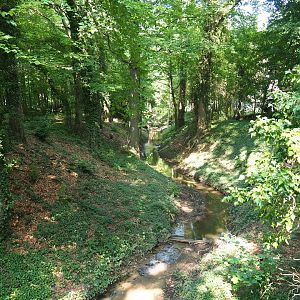 View of forest with creek (Aug 28th, 2018)