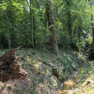 View of forest with creek (Aug 28th, 2018)