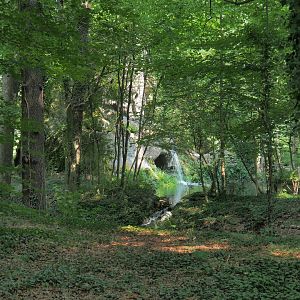 View of forest with pool (Aug 28th, 2018)