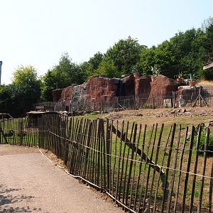 Red-necked wallaby - Black swan - White stork exhibit (Aug 28th, 2018)