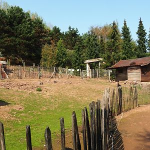 Red-necked wallaby - Black swan - White stork exhibit (Aug 28th, 2018)