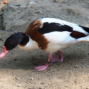 Common shelduck (Tadorna tadorna), Aug 28th, 2018