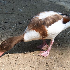 Color mutation of common shelduck (Tadorna tadorna), Aug 28th, 2018