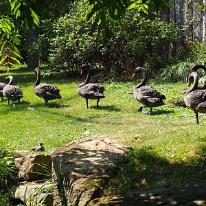 March of the black swans (Cygnus atratus), Aug 28th, 2018
