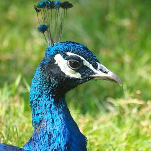 Blue peacock (Pavo cristatus), Aug 28th, 2018