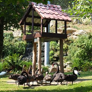 Family of black swans (Cygnus atratus) underneath bird feeder (Aug 28th, 2018)