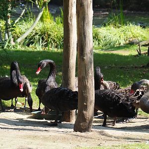 Family of black swans (Cygnus atratus) feeding (Aug 28th, 2018)