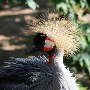 Grey crowned crane (Balearica regulorum), Aug 28th, 2018