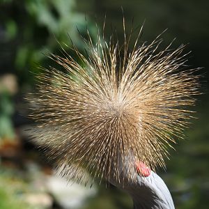 Crown of the grey crowned crane (Balearica regulorum), Aug 28th, 2018