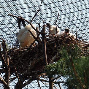 Sacred ibis (Threskiornis aethiopicus) nest (Aug 28th, 2018)