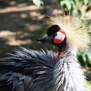 Grey crowned crane (Balearica regulorum), Aug 28th, 2018