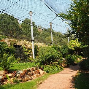 View in large aviary (Aug 28th, 2018)