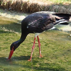 Black stork (Ciconia nigra), Aug 28th, 2018
