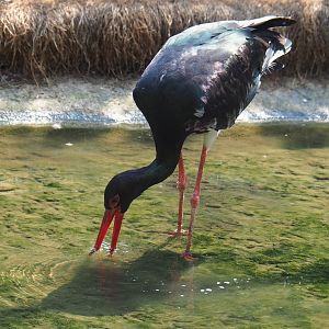Black stork (Ciconia nigra), Aug 28th, 2018