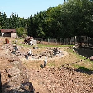 Red-necked wallaby - Black swan - White stork exhibit (Aug 28th, 2018)