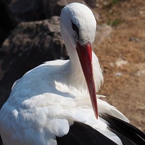 White stork (Ciconia ciconia), Aug 28th, 2018
