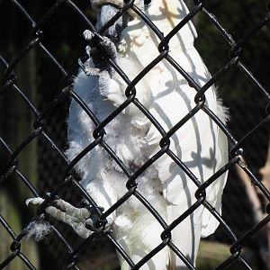 Citron-crested cockatoo (Cacatua sulphurea citrinocristata), Aug 28th, 2018