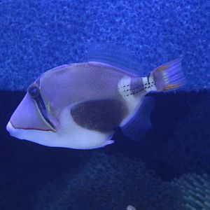 Black-bellied triggerfish - Rhinecanthus verrucosus