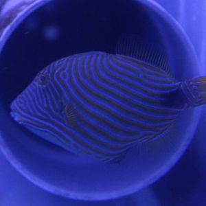 Orange-lined triggerfish - Balistapus undulatus