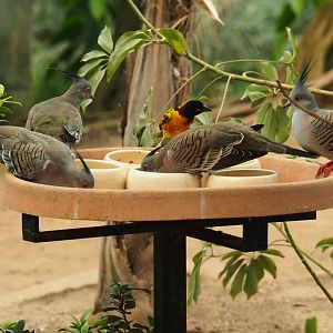 Crested pigeons (Ocyphaps lophotes) and Village weaver (Ploceus cucullatus) feeding (Aug 28th, 2018)