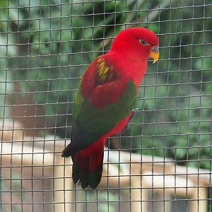 Yellow-backed lorikeet (Lorius garrulus flavopalliatus), Aug 28th, 2018