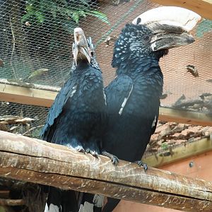 Pair of Silvery-cheeked hornbills (Bycanistes brevis), Aug 28th, 2018