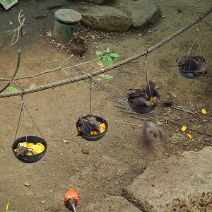 Feeding of Egyptian fruit bats (Rousettus aegyptiacus) in the Tropical hall (Aug 28th, 2018)