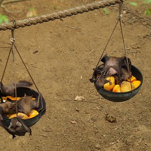 Feeding of Egyptian fruit bats (Rousettus aegyptiacus) in the Tropical hall (Aug 28th, 2018)