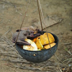Feeding of Egyptian fruit bats (Rousettus aegyptiacus) in the Tropical hall (Aug 28th, 2018)