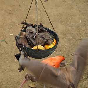 Feeding of Egyptian fruit bats (Rousettus aegyptiacus) in the Tropical hall (Aug 28th, 2018)