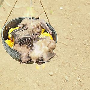 Feeding of Egyptian fruits bats (Rousettus aegyptiacus) - Clip (Aug 28th, 2018)