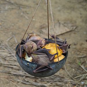 Feeding of Egyptian fruit bats (Rousettus aegyptiacus) in the Tropical hall (Aug 28th, 2018)